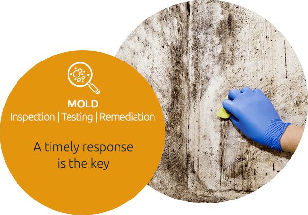 Mold Testing & Inspection