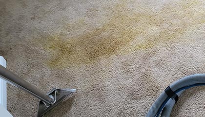 Carpet Deep Cleaning Service in Wayne, NJ